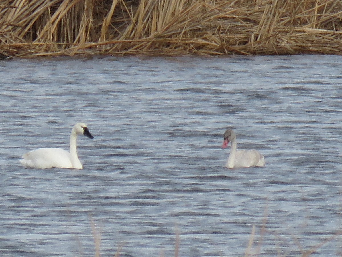 Американский лебедь - ML644677684