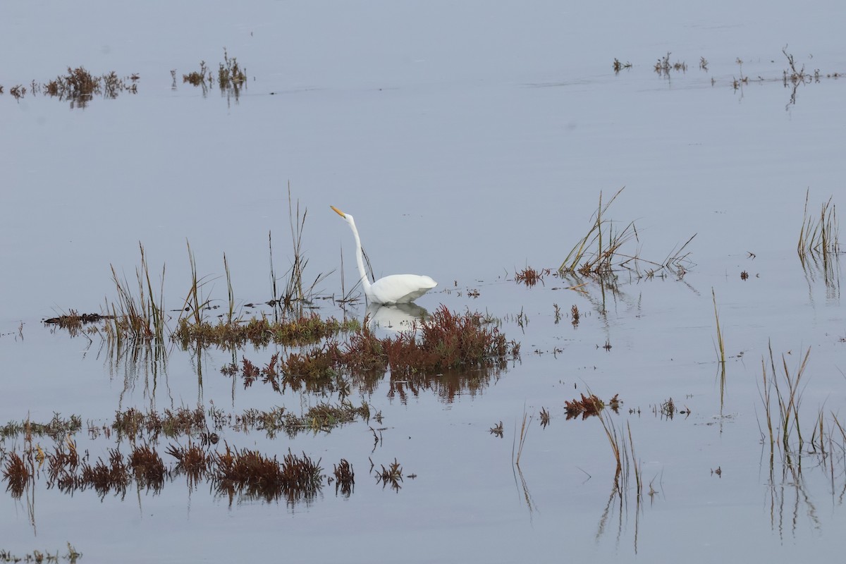 Silberreiher - ML644677688