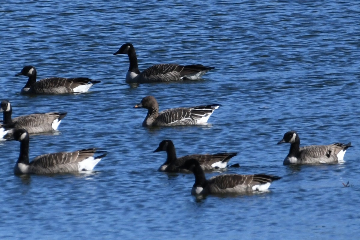 husa tundrová - ML644677689