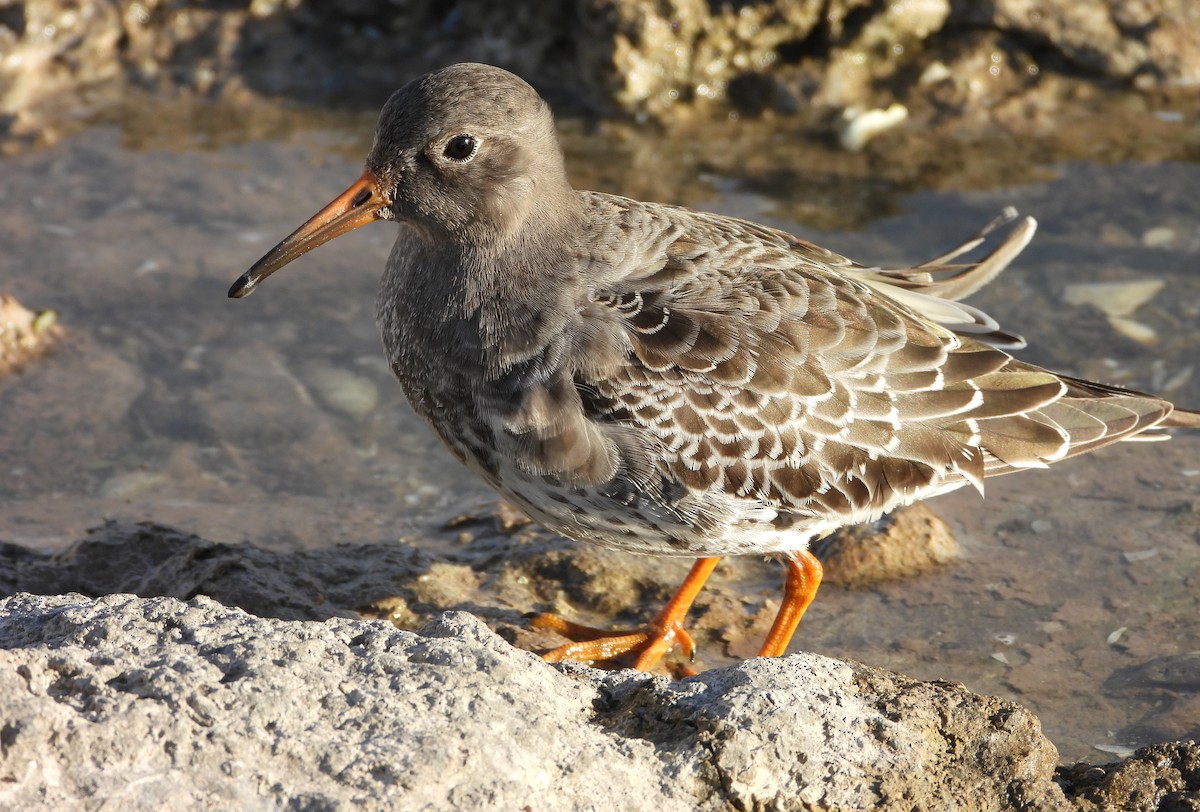 Purple Sandpiper - ML644677690