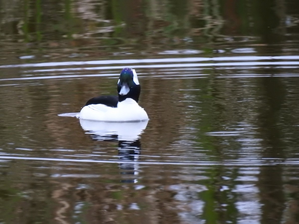 ヒメハジロ - ML644677691