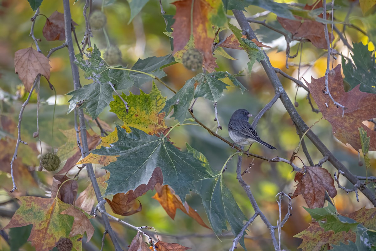 ユキヒメドリ - ML644677693