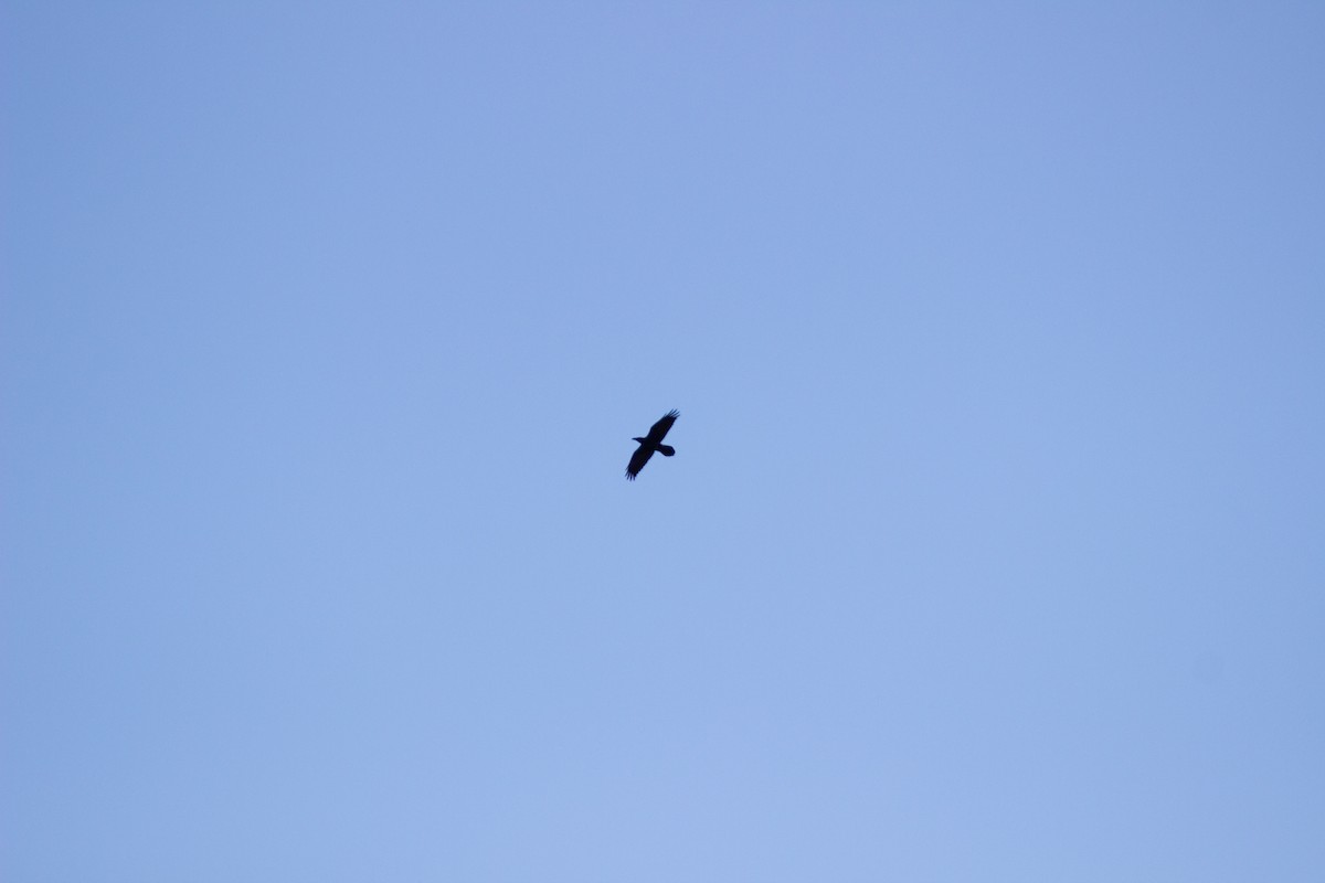 アメリカガラス - ML644677694