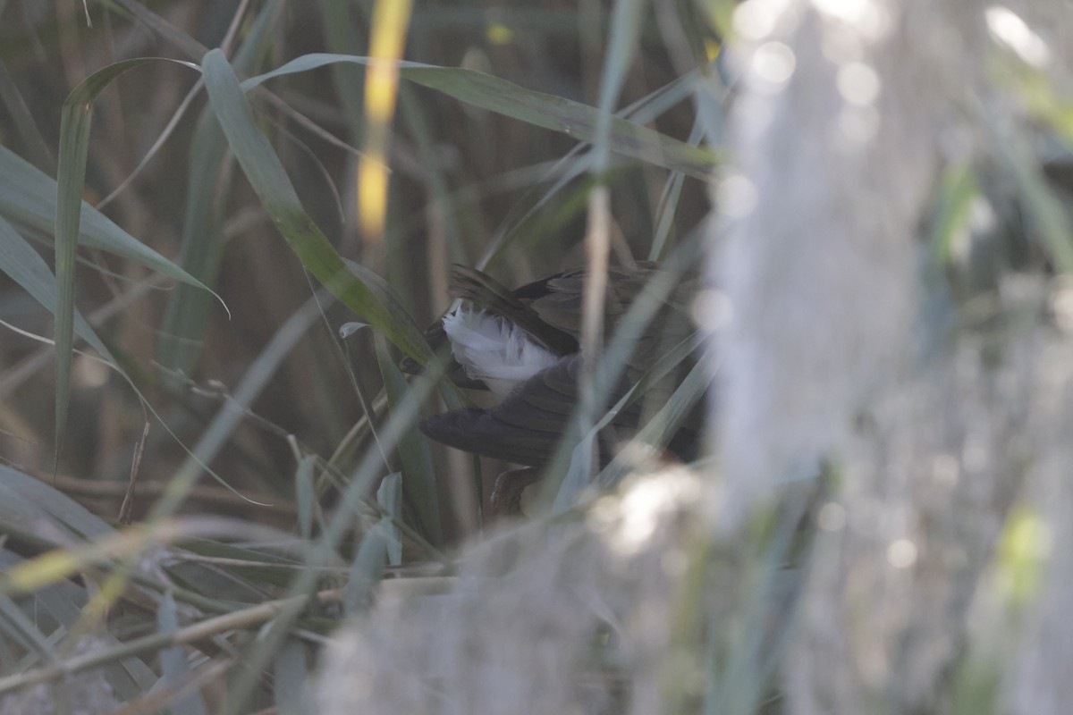 amerikapurpurhøne - ML644677695