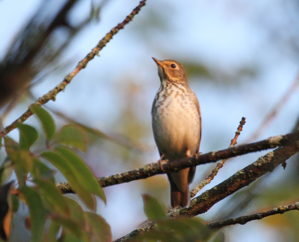オリーブチャツグミ - ML644677696