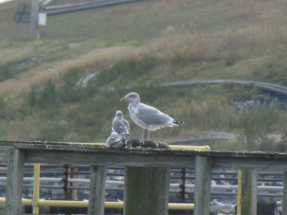 アメリカセグロカモメ - ML644677698