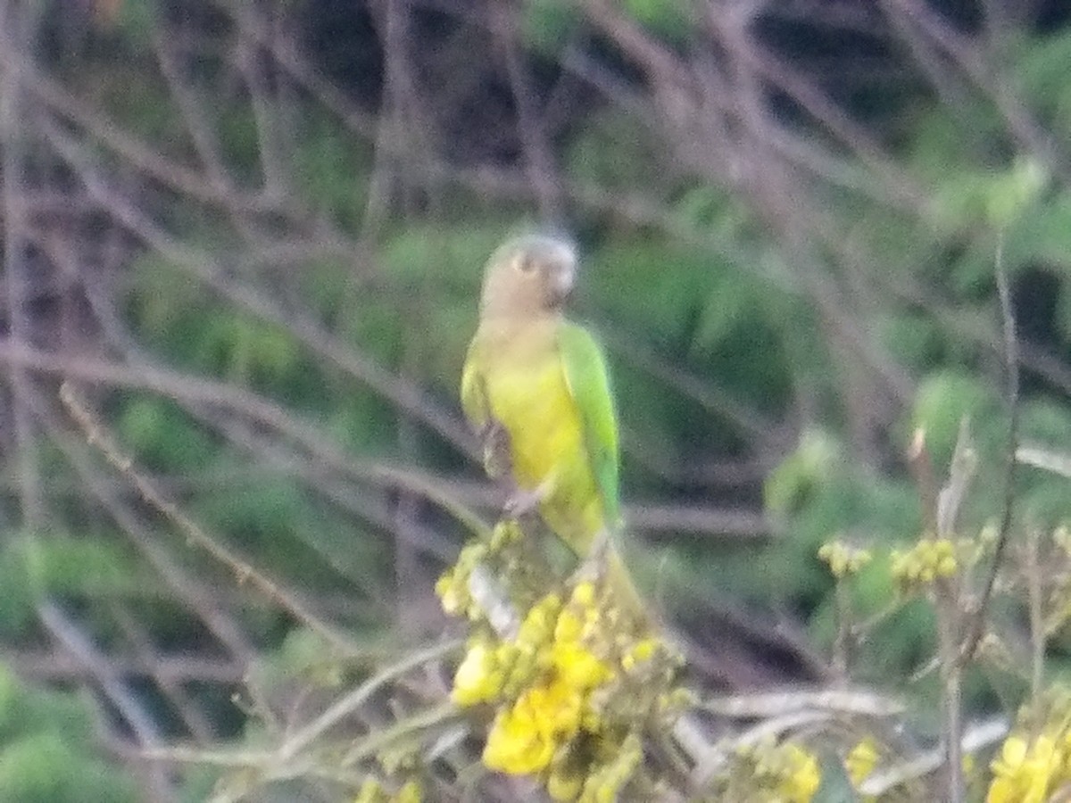 Brown-throated Parakeet (Venezuelan) - ML644677699