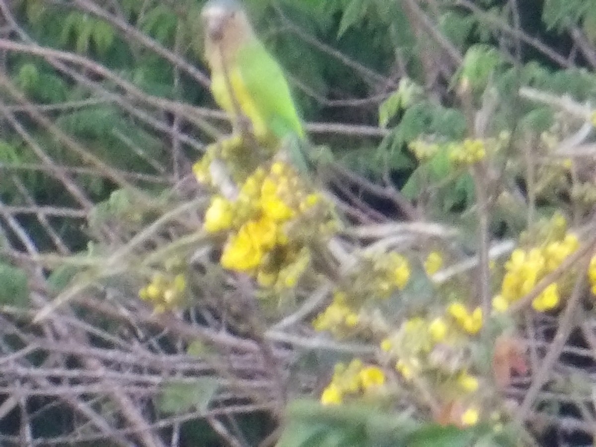 Brown-throated Parakeet (Venezuelan) - ML644677700