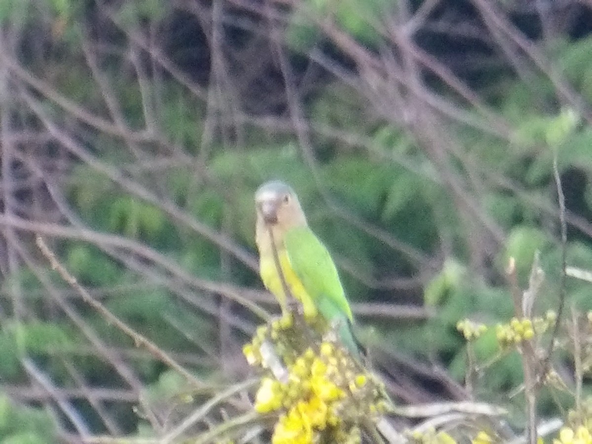 Brown-throated Parakeet (Venezuelan) - ML644677701