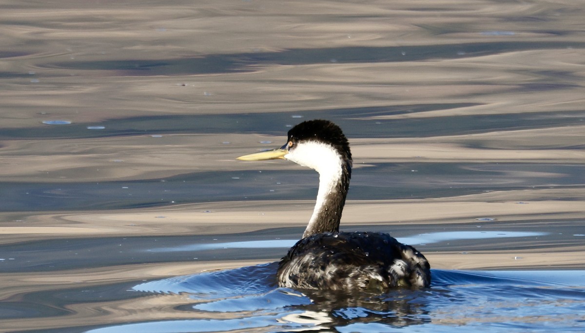 クビナガカイツブリ - ML644677702