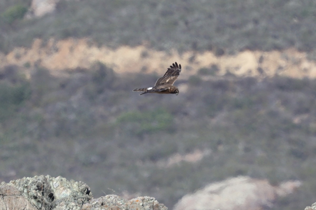 アメリカハイイロチュウヒ - ML644677703