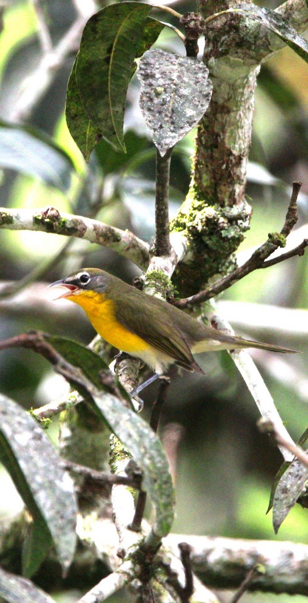 オオアメリカムシクイ - ML644677704