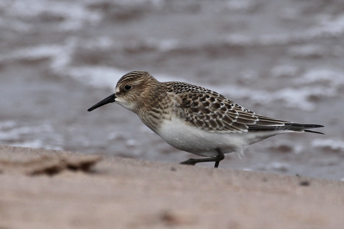 ヒメウズラシギ - ML644677705