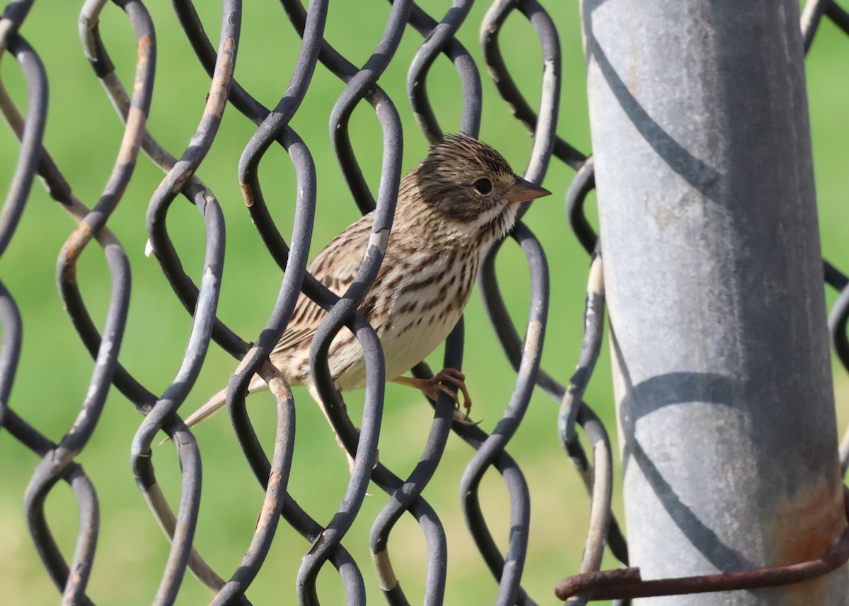 サバンナシトド - ML644677706