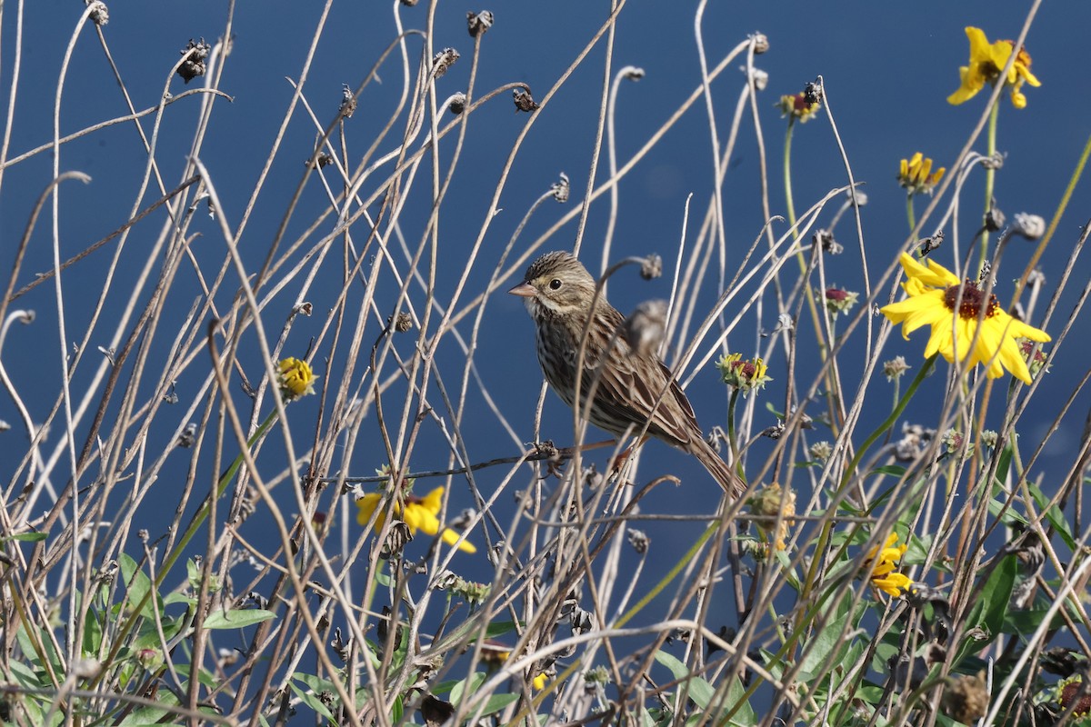 サバンナシトド - ML644677707