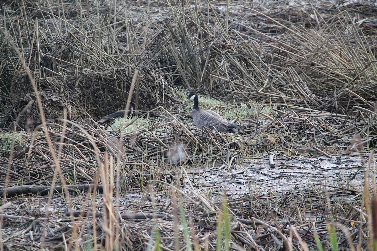 シジュウカラガン - ML644677708