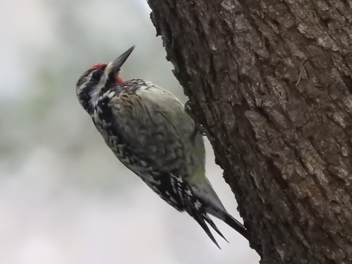 シルスイキツツキ - ML644677709