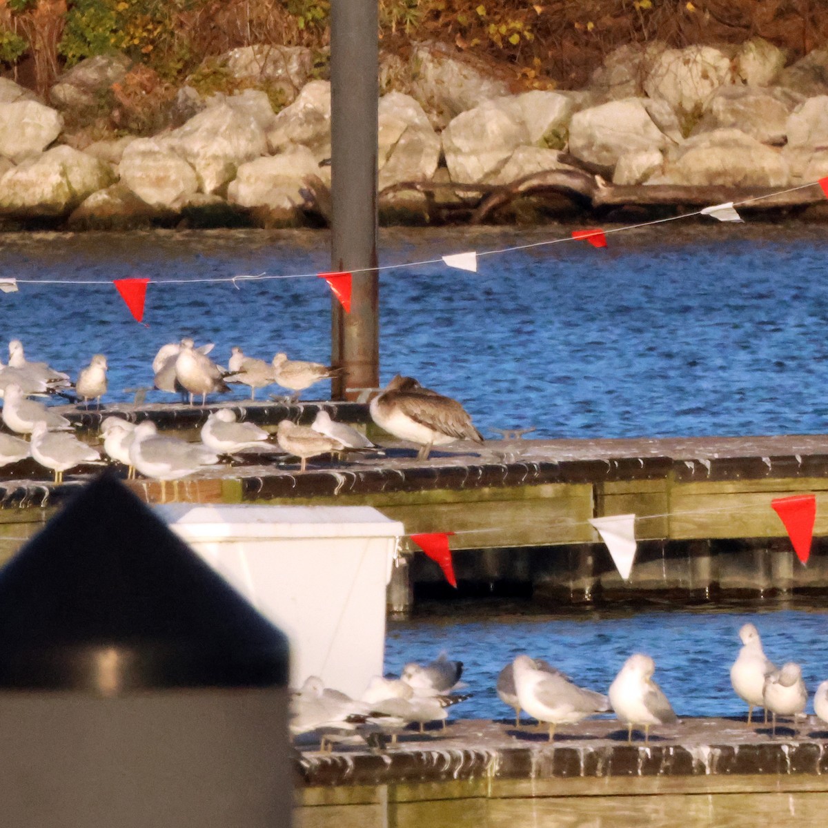 Brown Pelican - ML644677712