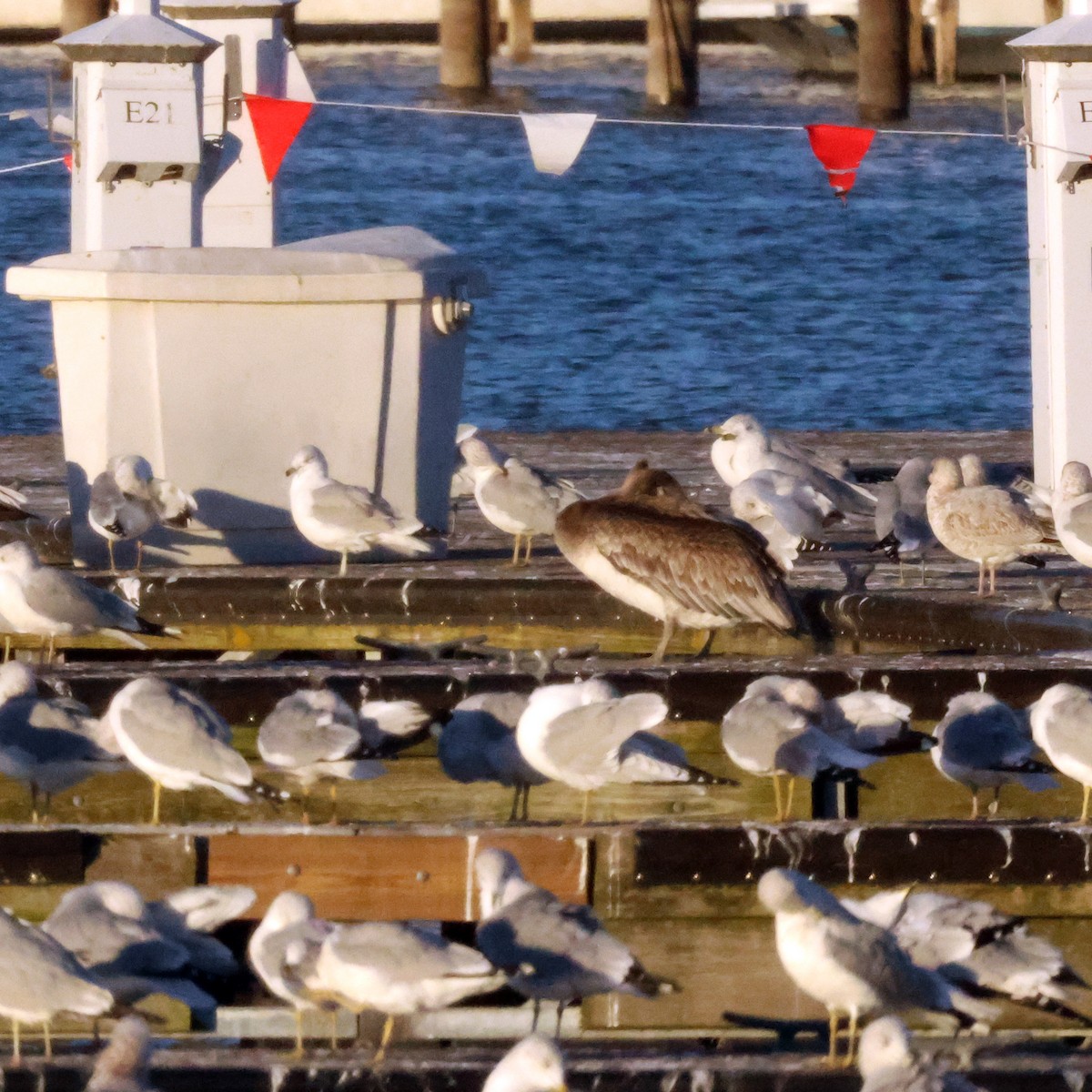 Brown Pelican - ML644677713
