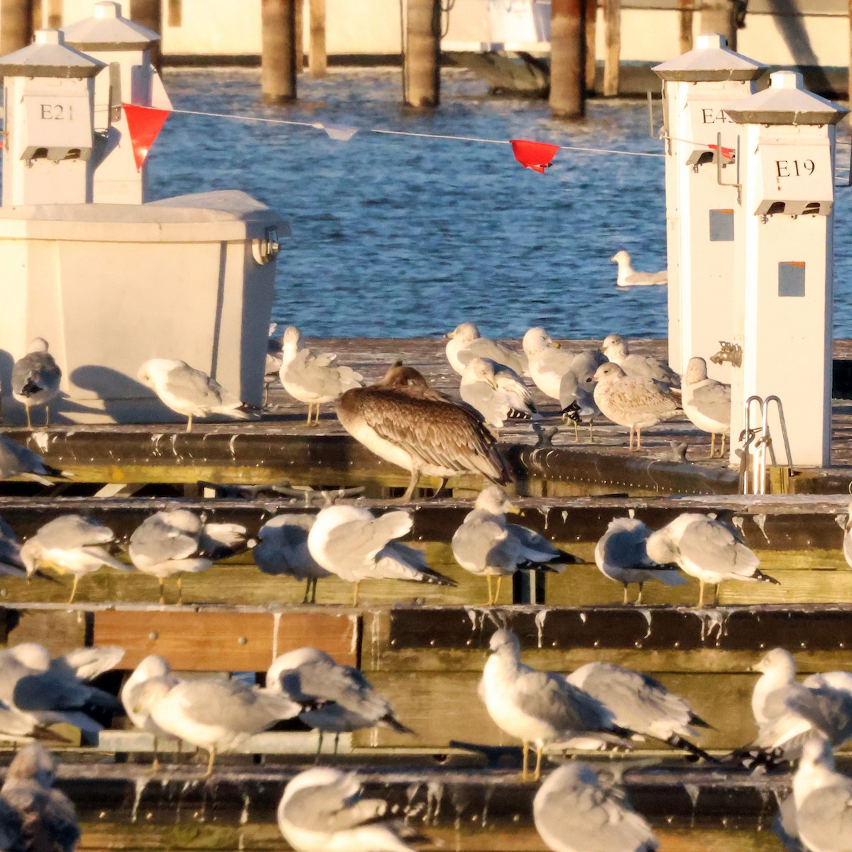 Brown Pelican - ML644677714