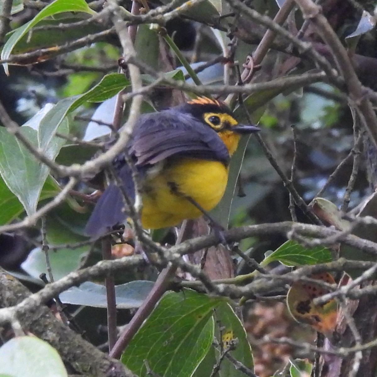 カワリアメリカムシクイ - ML644677716