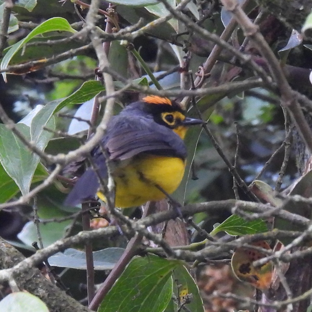 カワリアメリカムシクイ - ML644677717