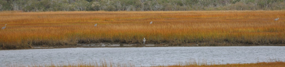 オオアオサギ - ML644677718