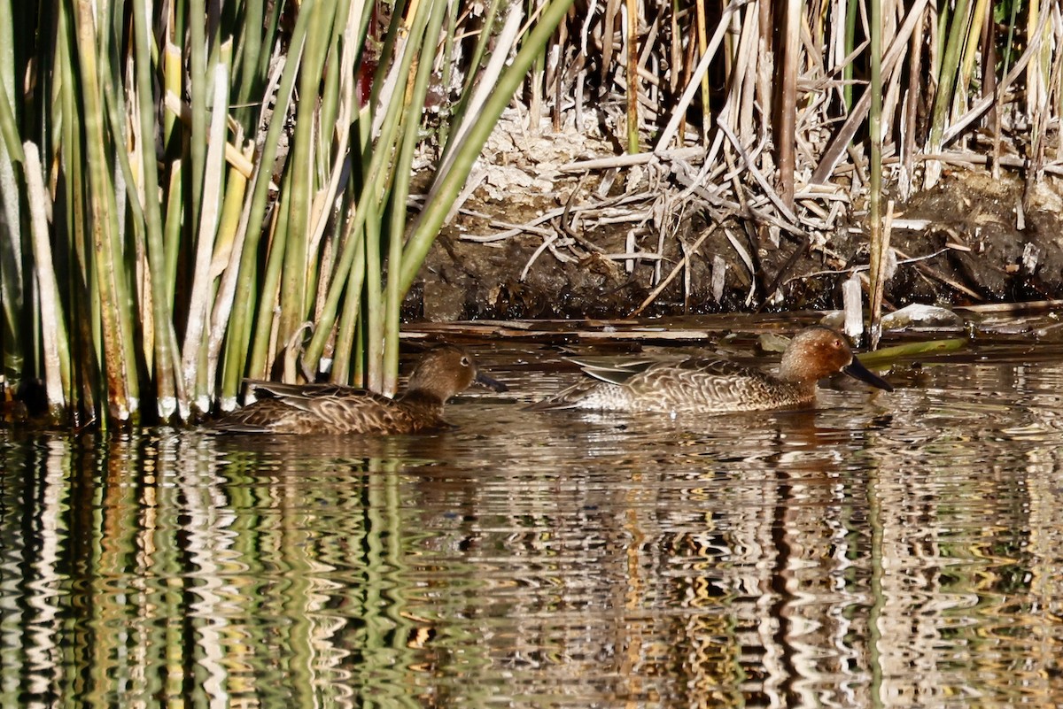 アカシマアジ - ML644677719