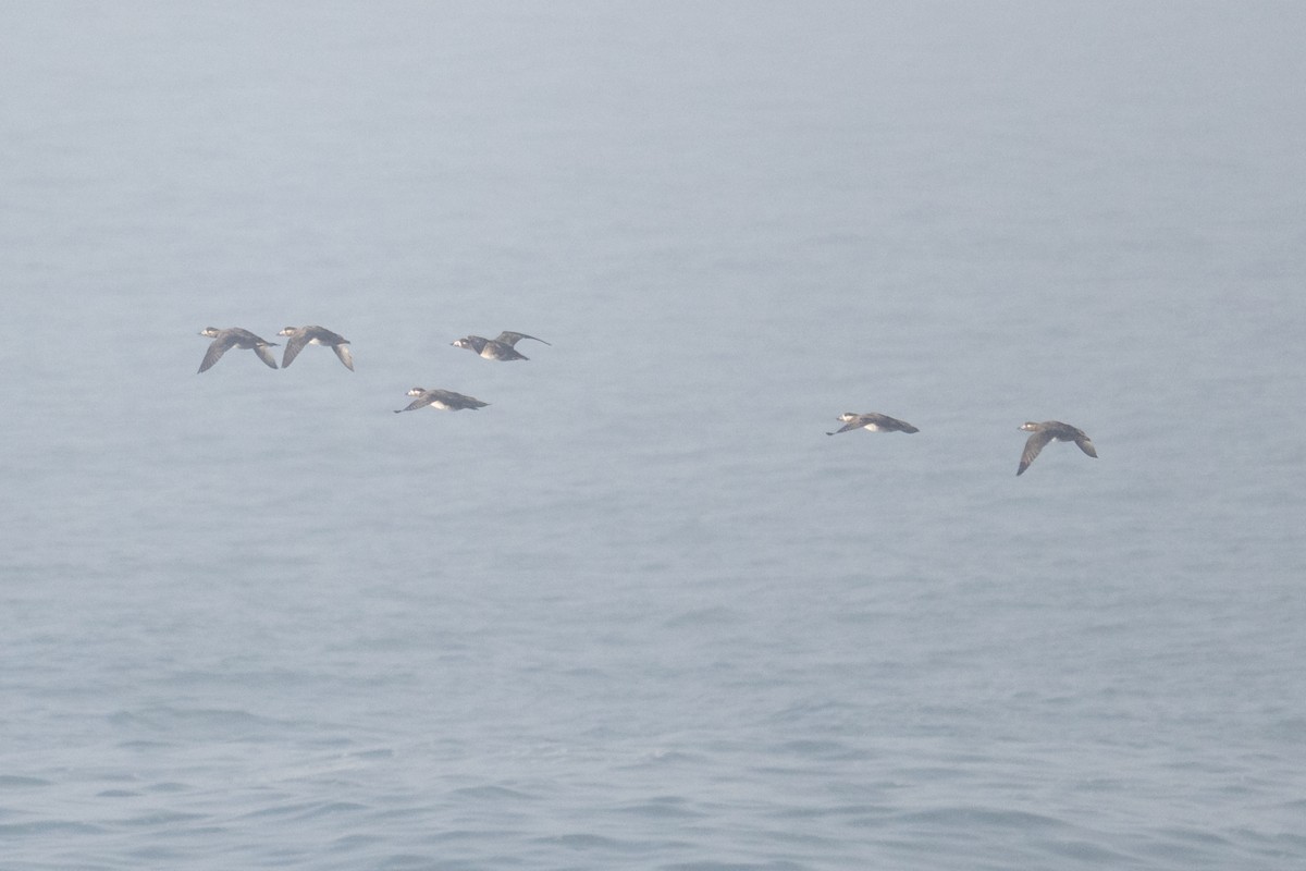 クロガモ属 - ML644677720