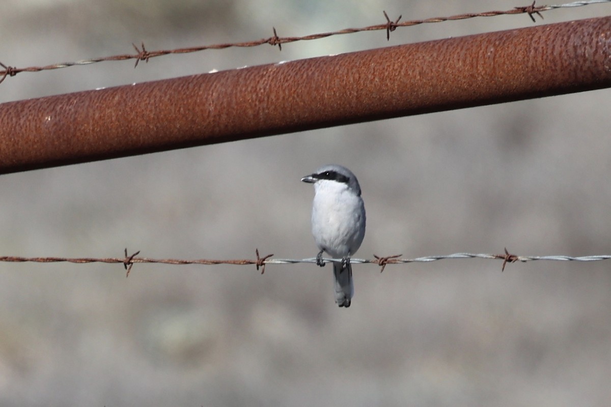 アメリカオオモズ - ML644677722