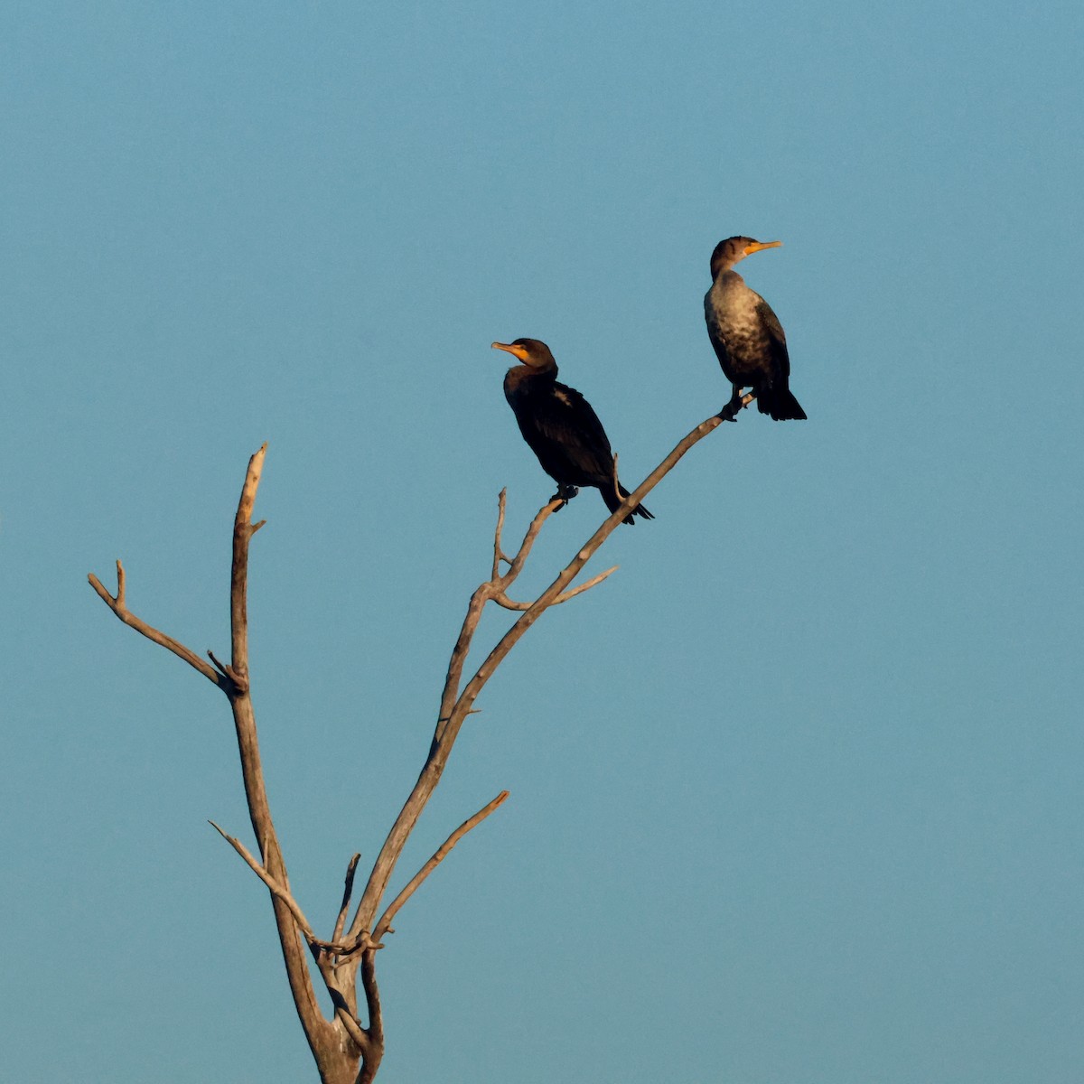 ミミヒメウ - ML644677723