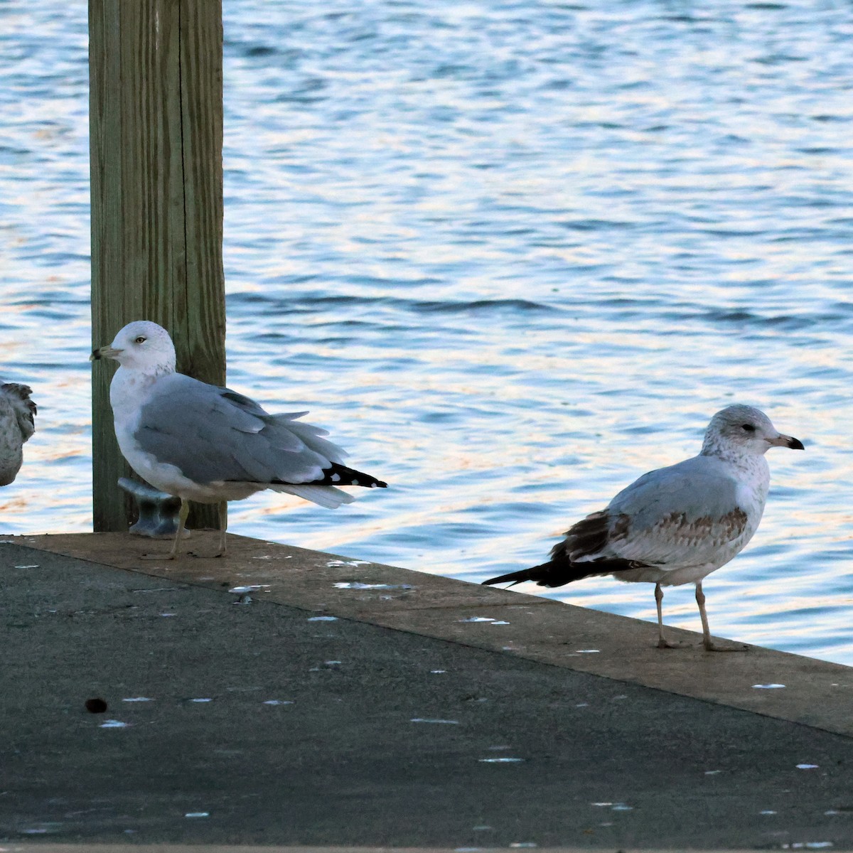 クロワカモメ - ML644677724