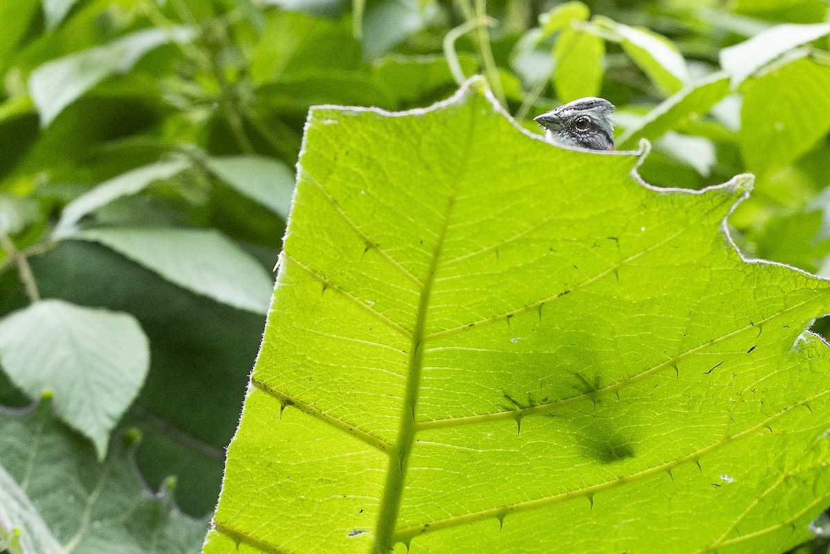 アカエリシトド - ML644677725