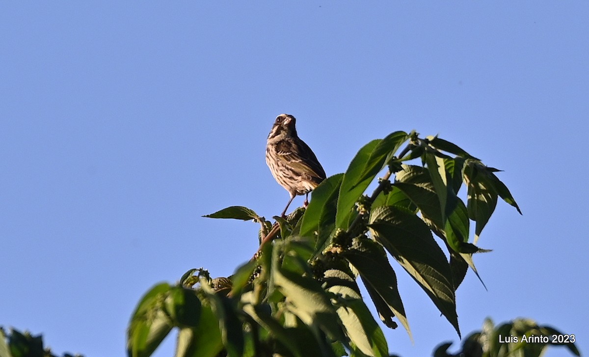 タテフカナリア - ML644677726