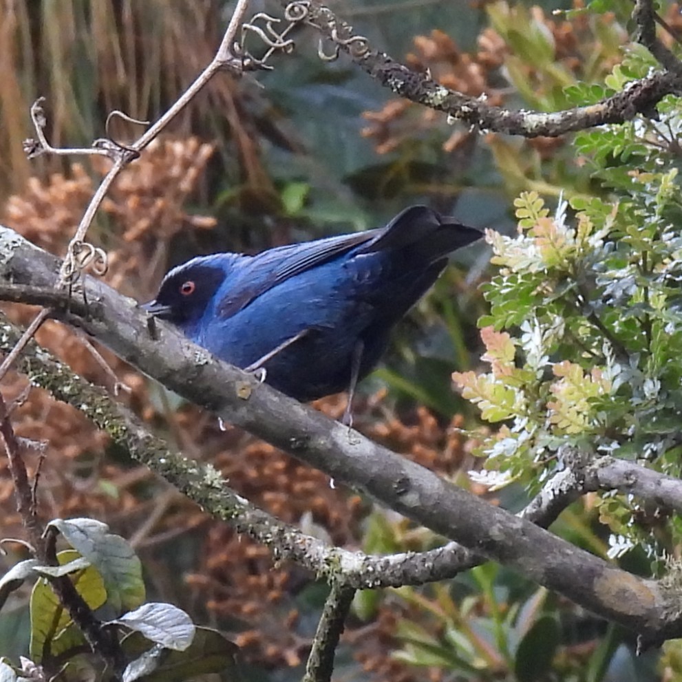 カオグロハナサシミツドリ - ML644677727