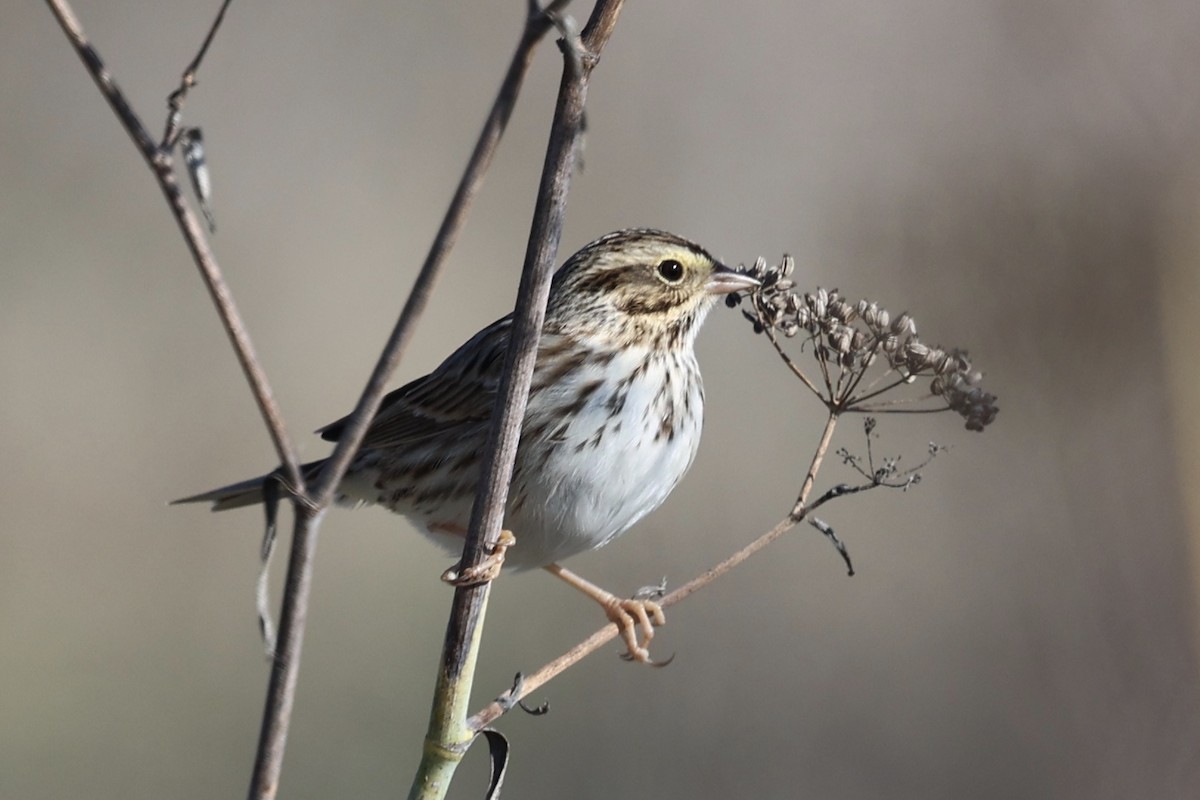 サバンナシトド - ML644677728
