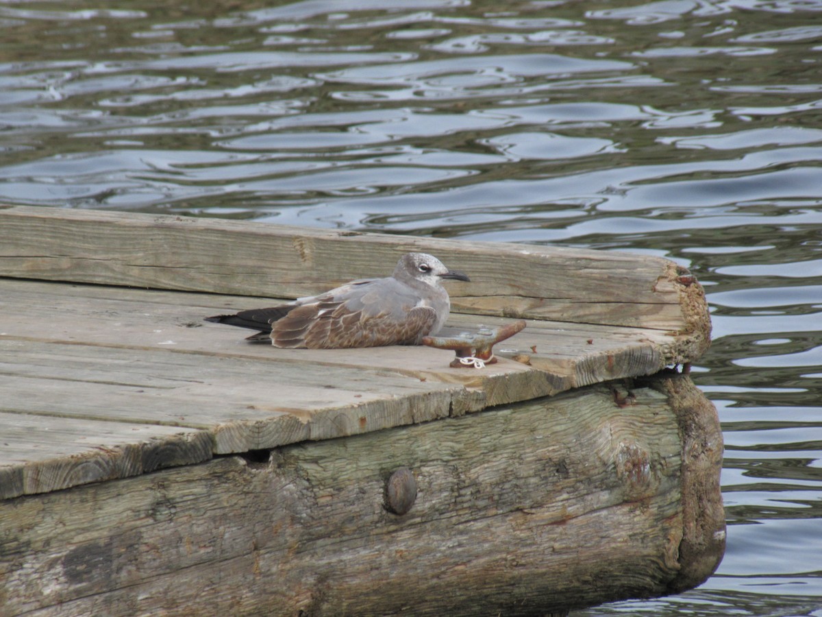 Gabbiano sghignazzante - ML644677731