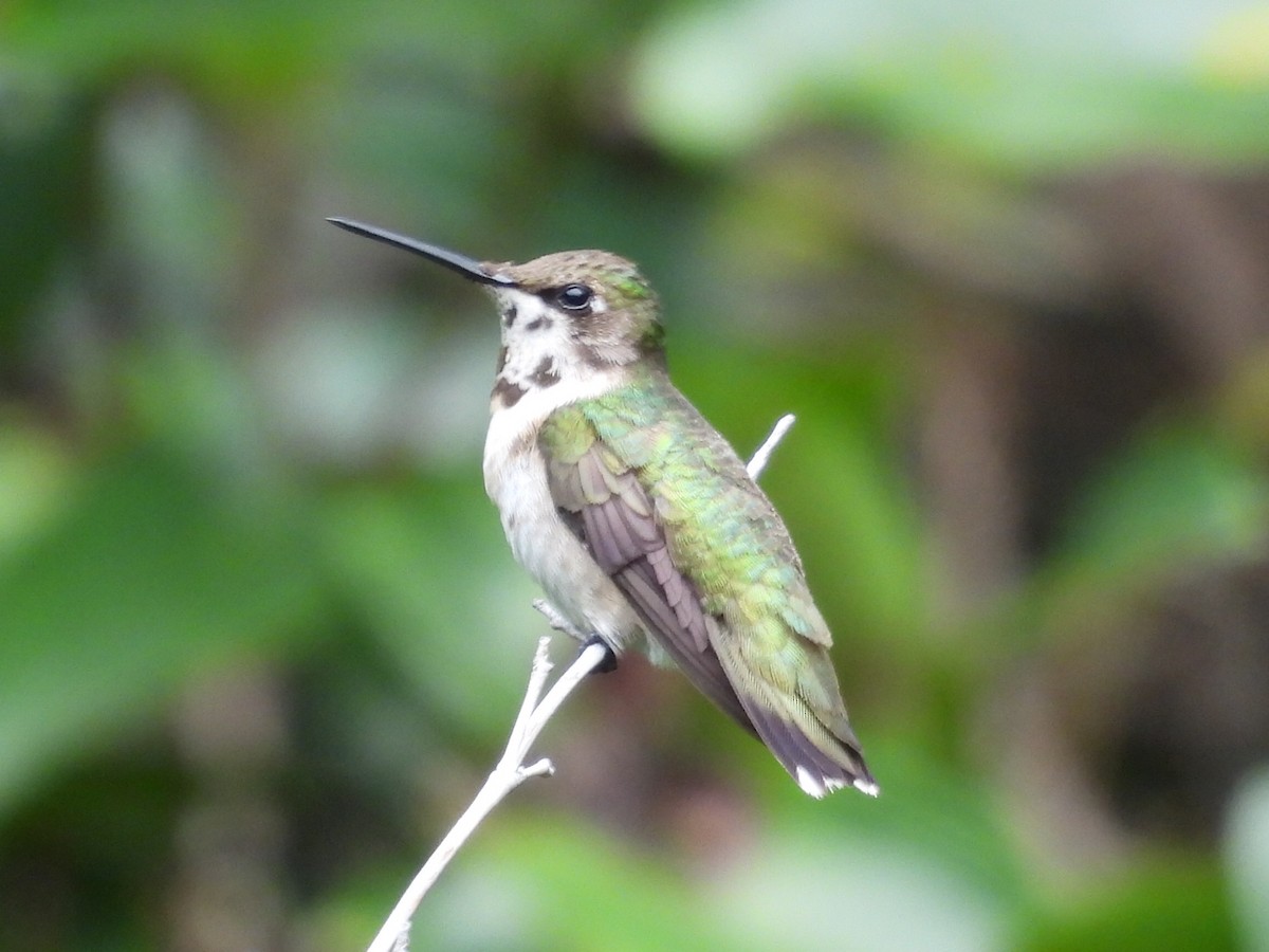 Ruby-throated Hummingbird - ML644677736