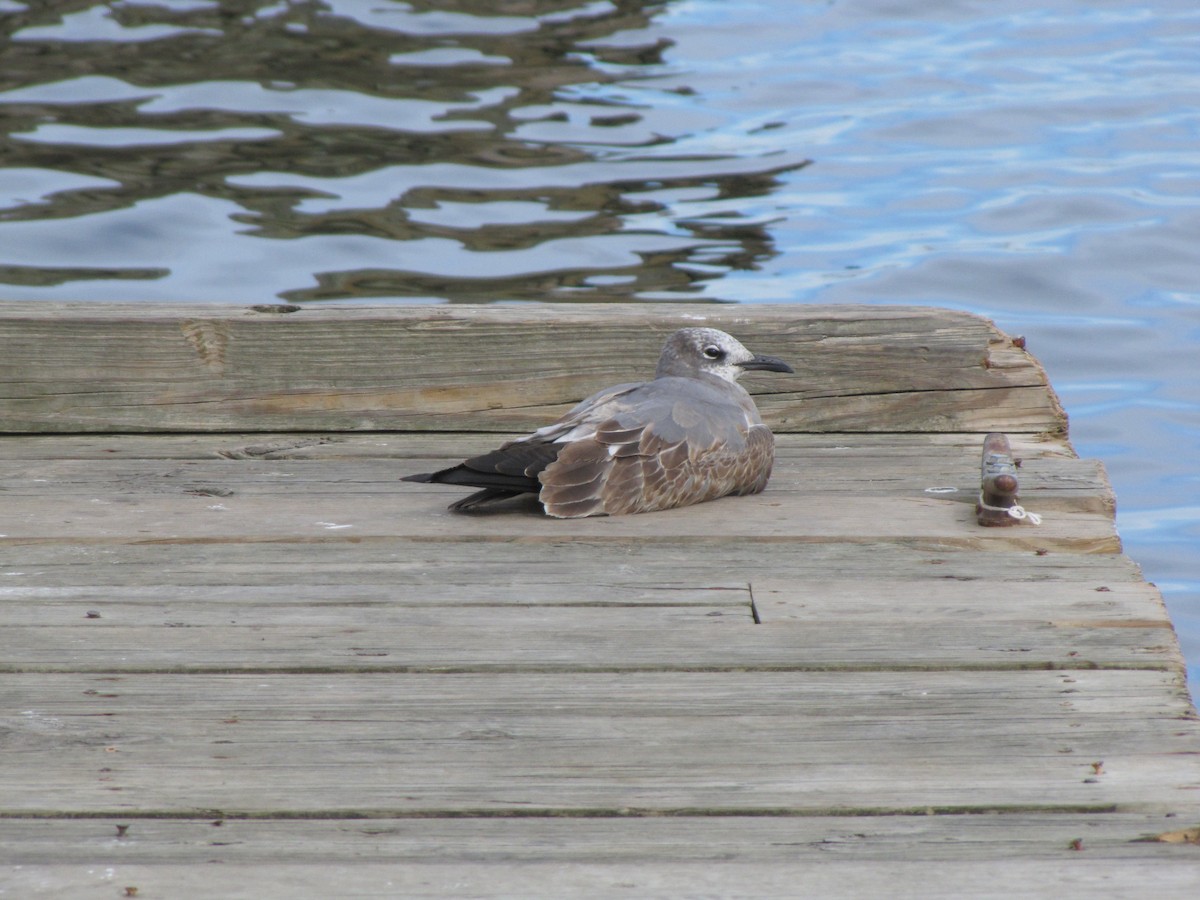 Gabbiano sghignazzante - ML644677739