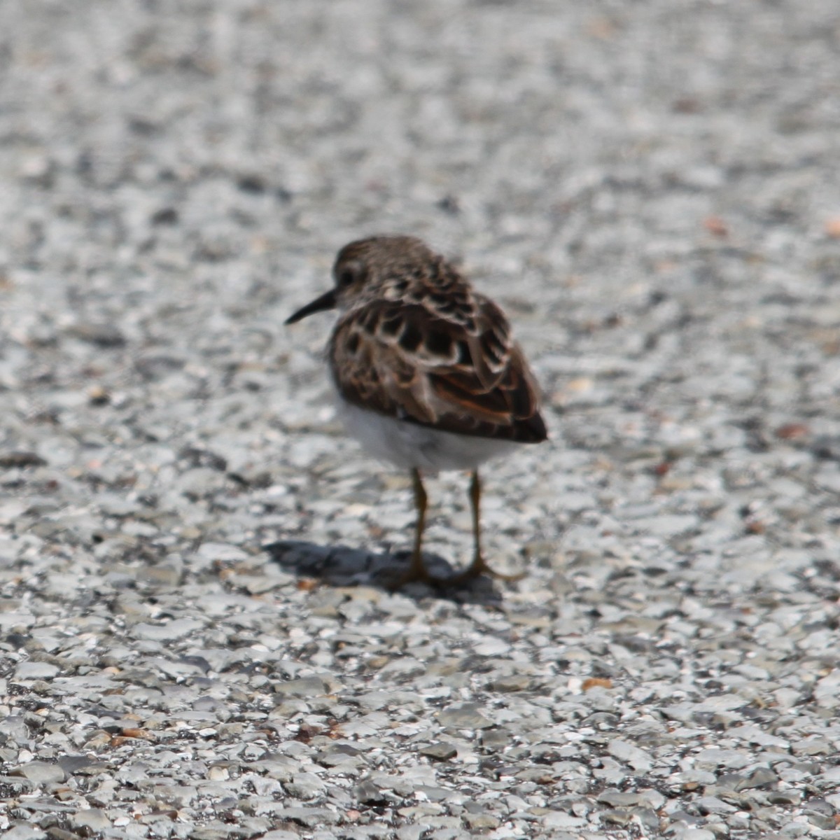 Least Sandpiper - ML644677752