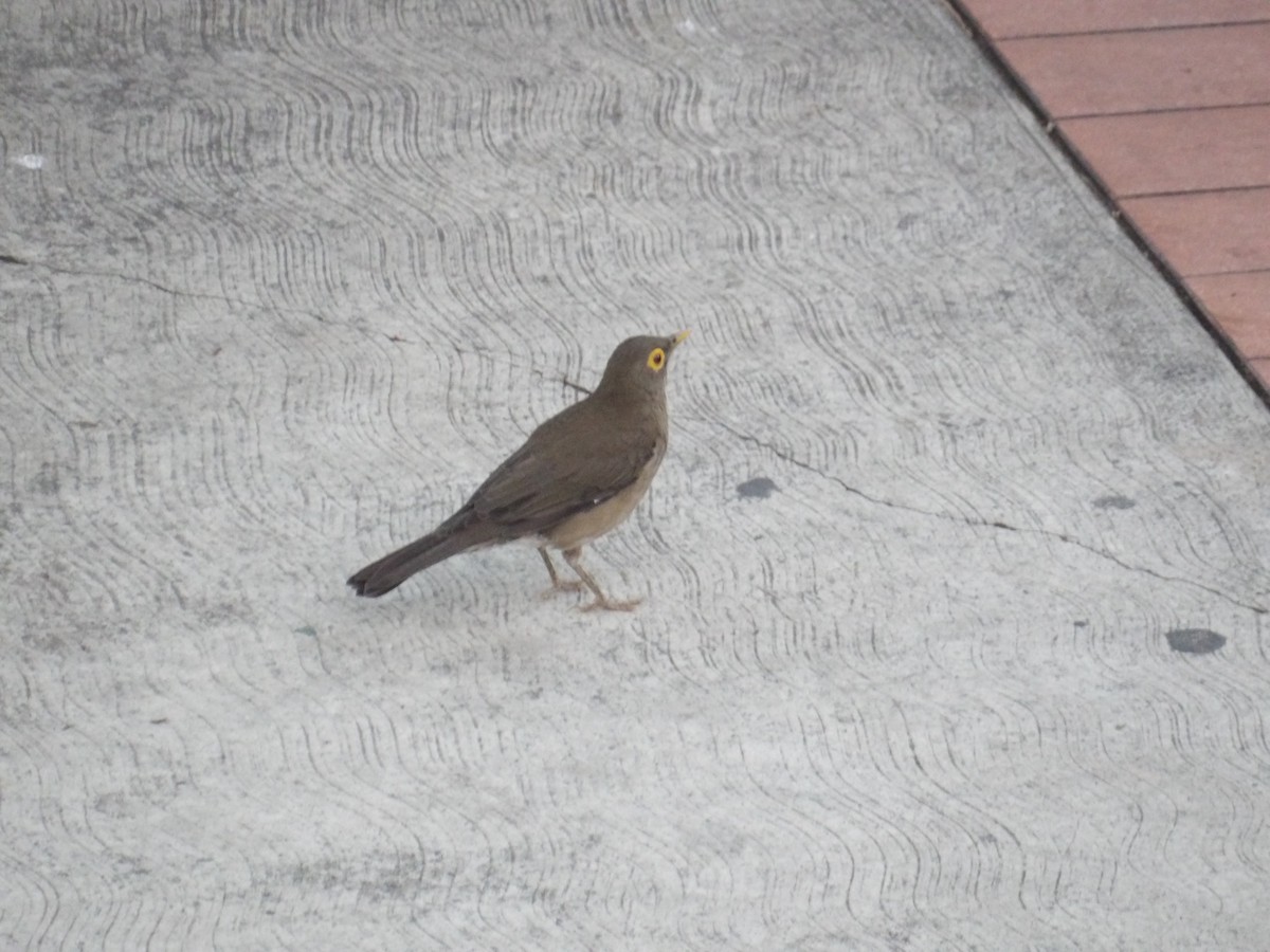 Spectacled Thrush - ML644677754