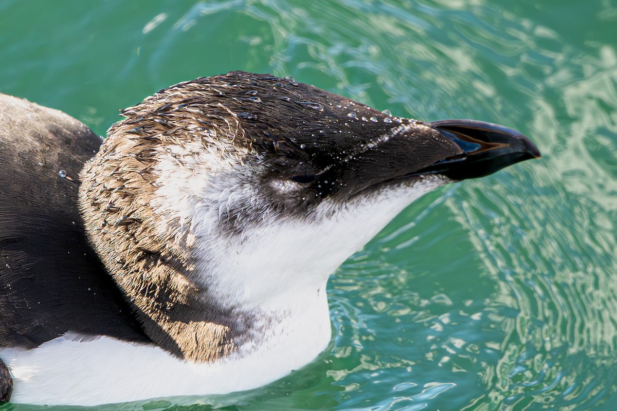 Razorbill - ML644677762