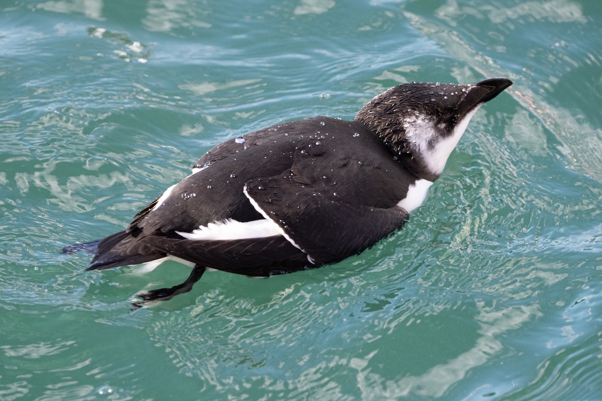 Razorbill - ML644677763