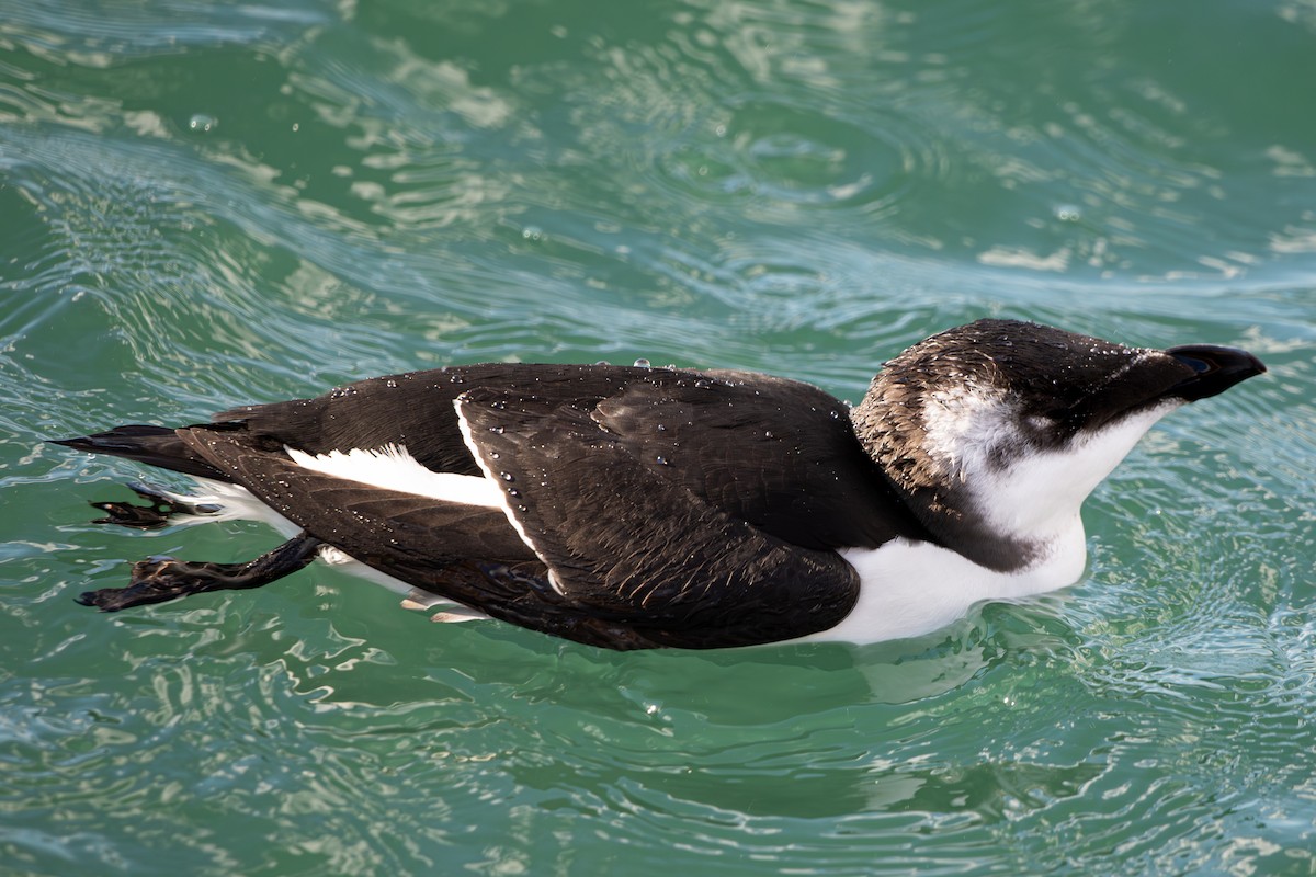 Razorbill - ML644677764