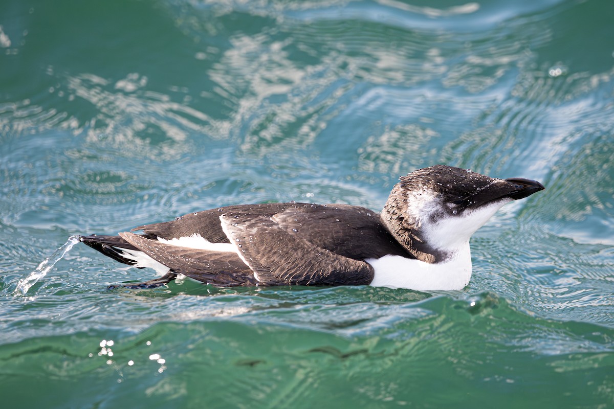 Razorbill - ML644677765