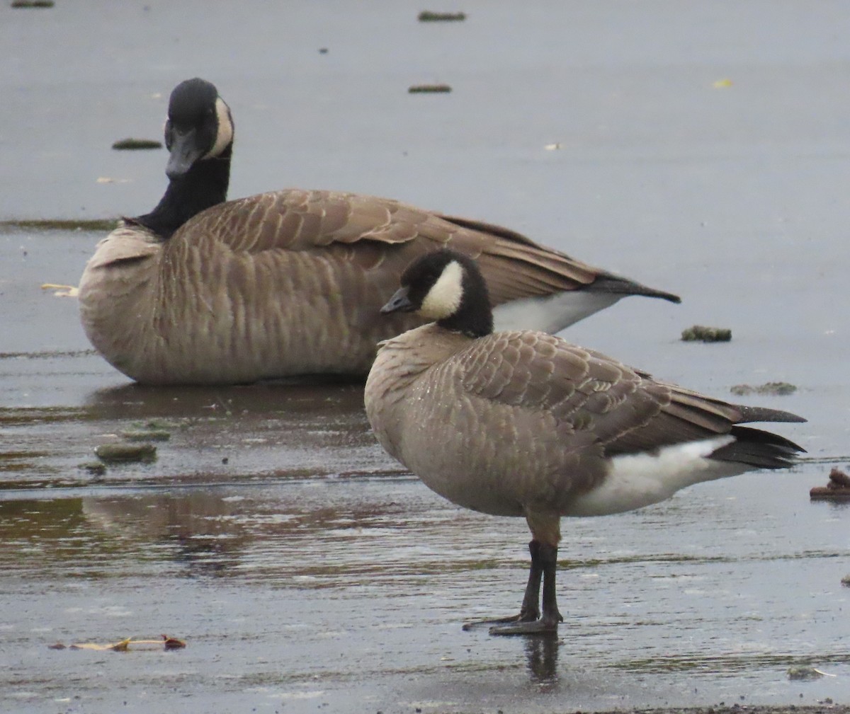 polargås - ML644677767