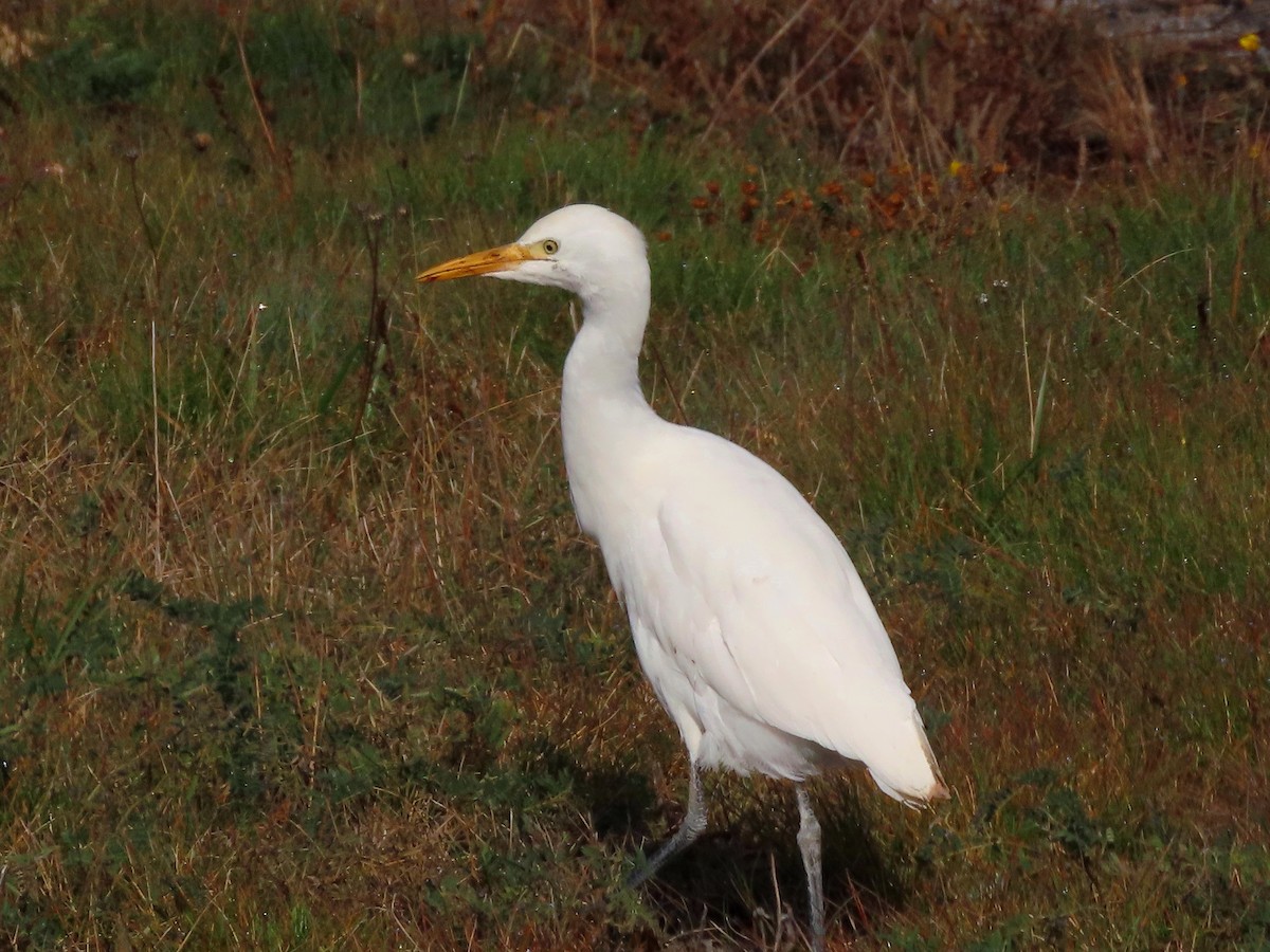 Western Cattle-Egret - ML644677776