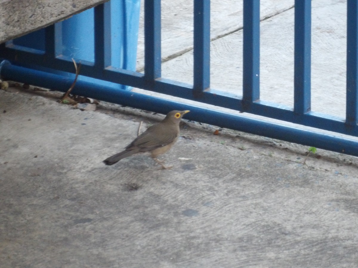 Spectacled Thrush - ML644677777