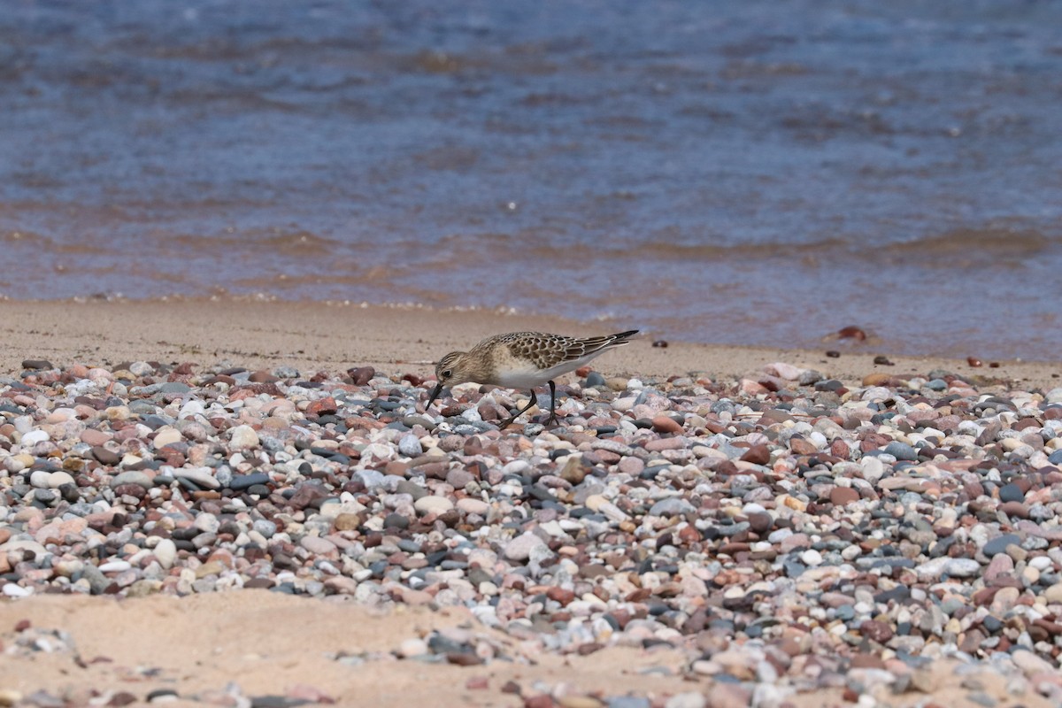 Baird's Sandpiper - ML644677779
