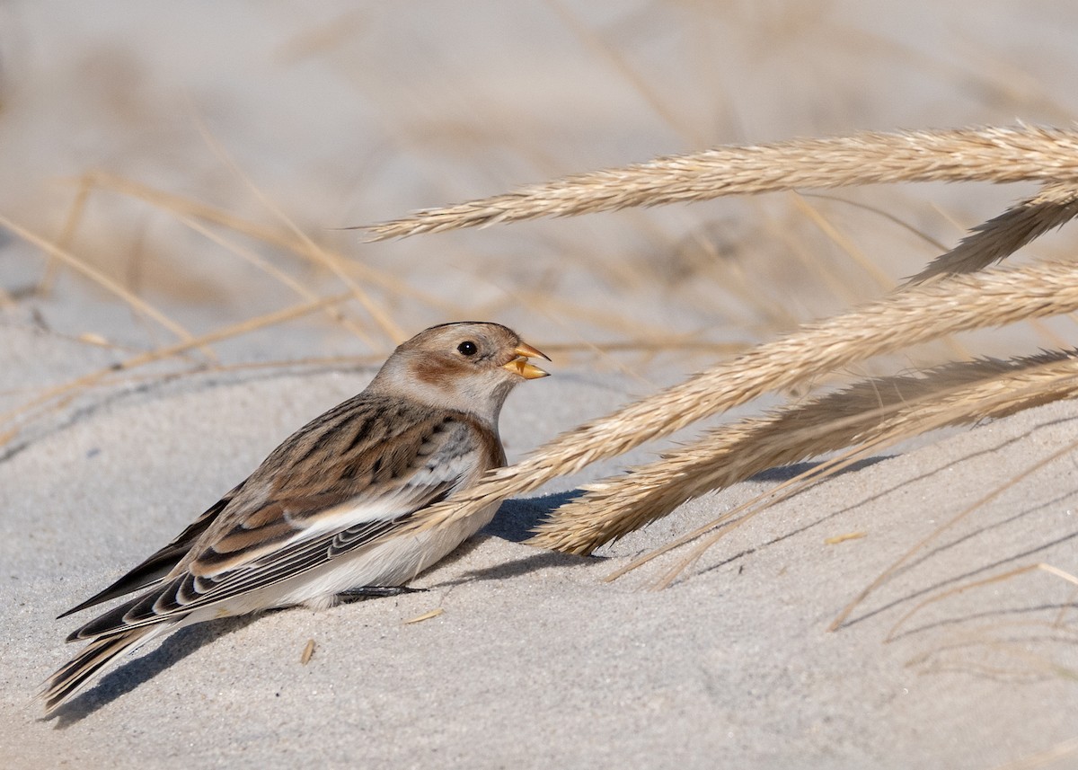 雪鵐 - ML644677790